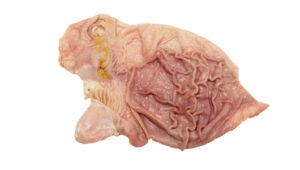 Frozen Pork Stomachs