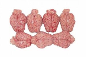 Frozen Lamb brain